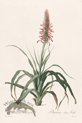 Les Liliacees Redoute 073